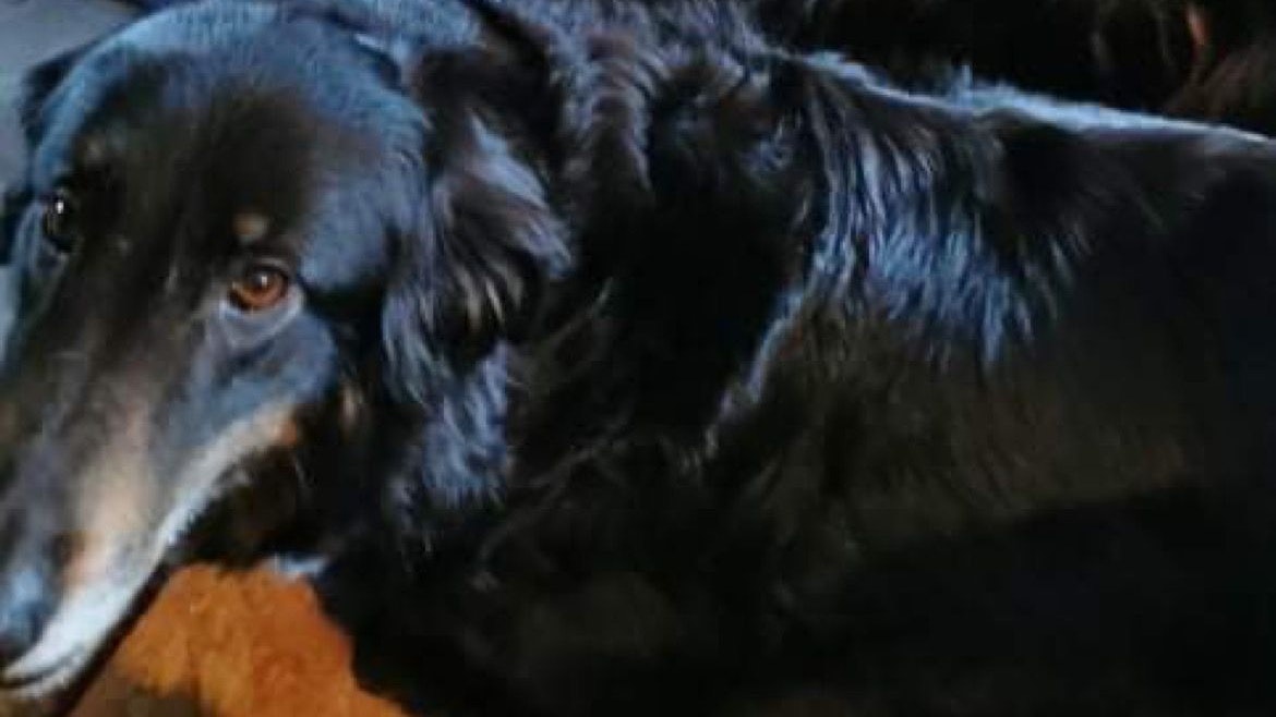Ohne Frauchen: Diesen Hund soll die Tierhalterin aus Helmighausen damals in Herzlake zurückgelassen haben. Foto: privat