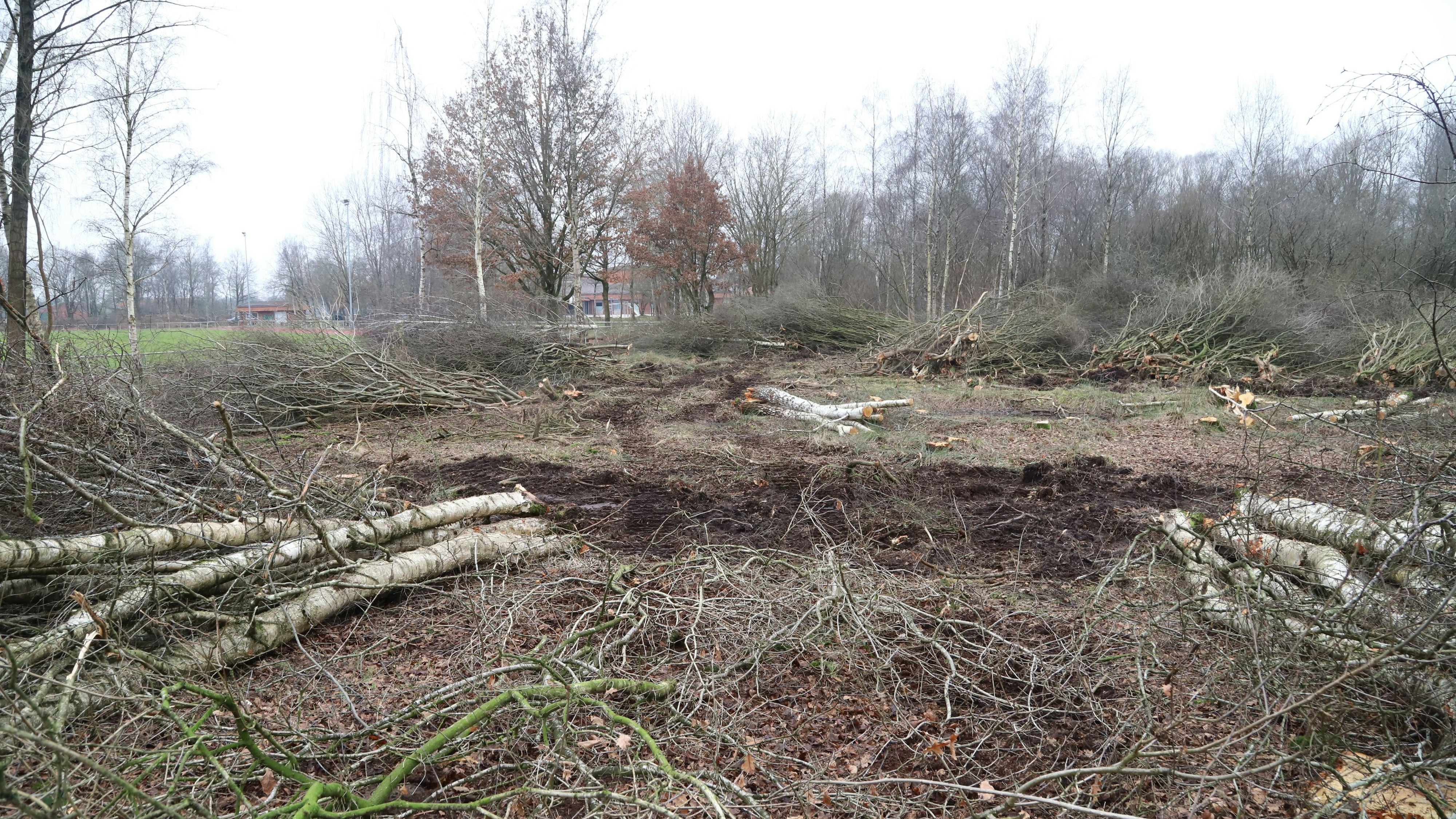 Im Schulzentrum Barßel lässt die Gemeinde das von Bäumen und Sträuchern zugewachsene Gelände zwischen Schulzentrum und Soeste abholzen. Foto: Passmann