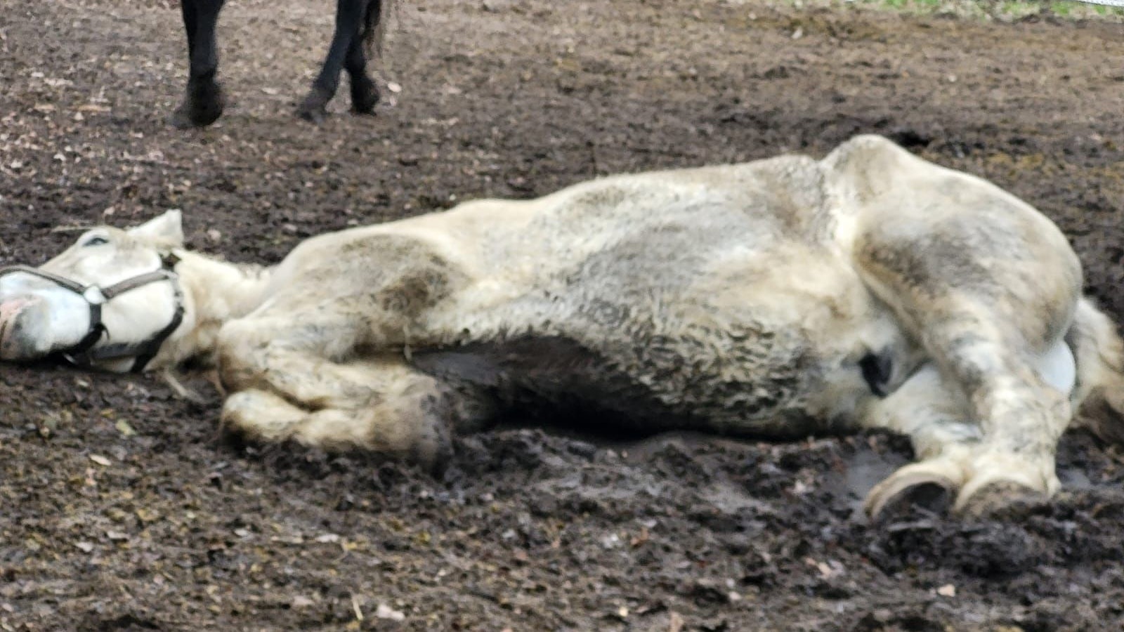 Erschöpft am Boden: Das Pferd kann sich nicht mehr aus eigener Kraft auf den Beinen halten. Foto: privat
