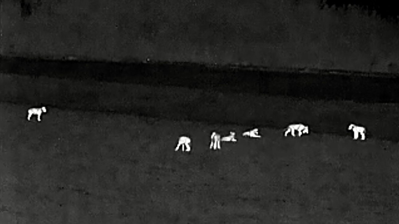 Entspannte Wölfe: Videosequenz der Wärmebildkamera mit sieben von acht Tieren. Foto: Jägerschaft Telbrake