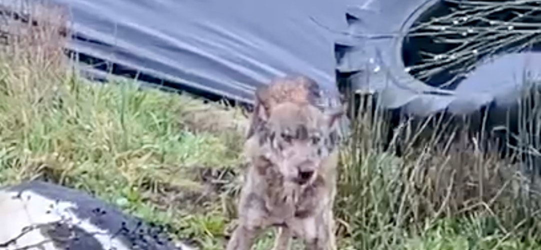 Mehr Hund als Wolf: Das Video mit diesem Tier an einem Rinderkadaver geistert per WhatsApp seit Monaten durch Deutschland. In Telbrake ist es nicht entstanden. Foto: Screenshot