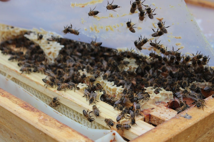 Bienen umrunden dreimal die Welt um 500 Gramm Honig zu produzieren. Foto: Heinzel