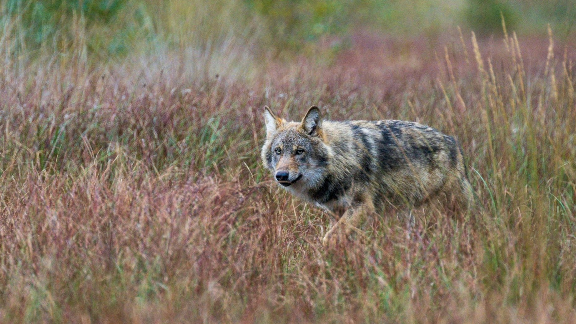 Ein Wolf nähert sich: Eine Spaziergängerin hatte jetzt eine solche Begegnung in den Dammer Bergen. Das Foto zeigt ein junges Tier des Goldenstedter Rudels im Herbst 2022. Foto: M. Niehues