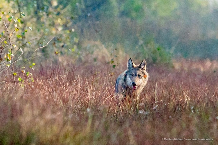Ein Wolf des GoldenstedterBarnstorfer Rudels, fotografiert im September letzten Jahres. Foto: M. Niehues