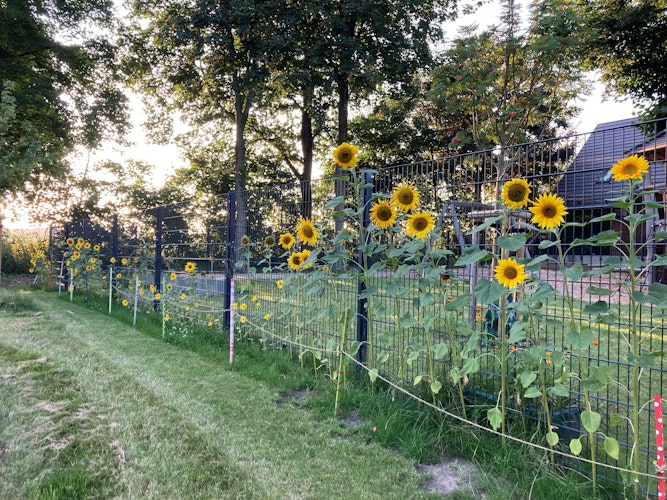 Strahlend gelb: Die Kinder des benachbarten Kindergartens haben Sonnenblumen gepflanzt. Foto: Morthorst-Richter