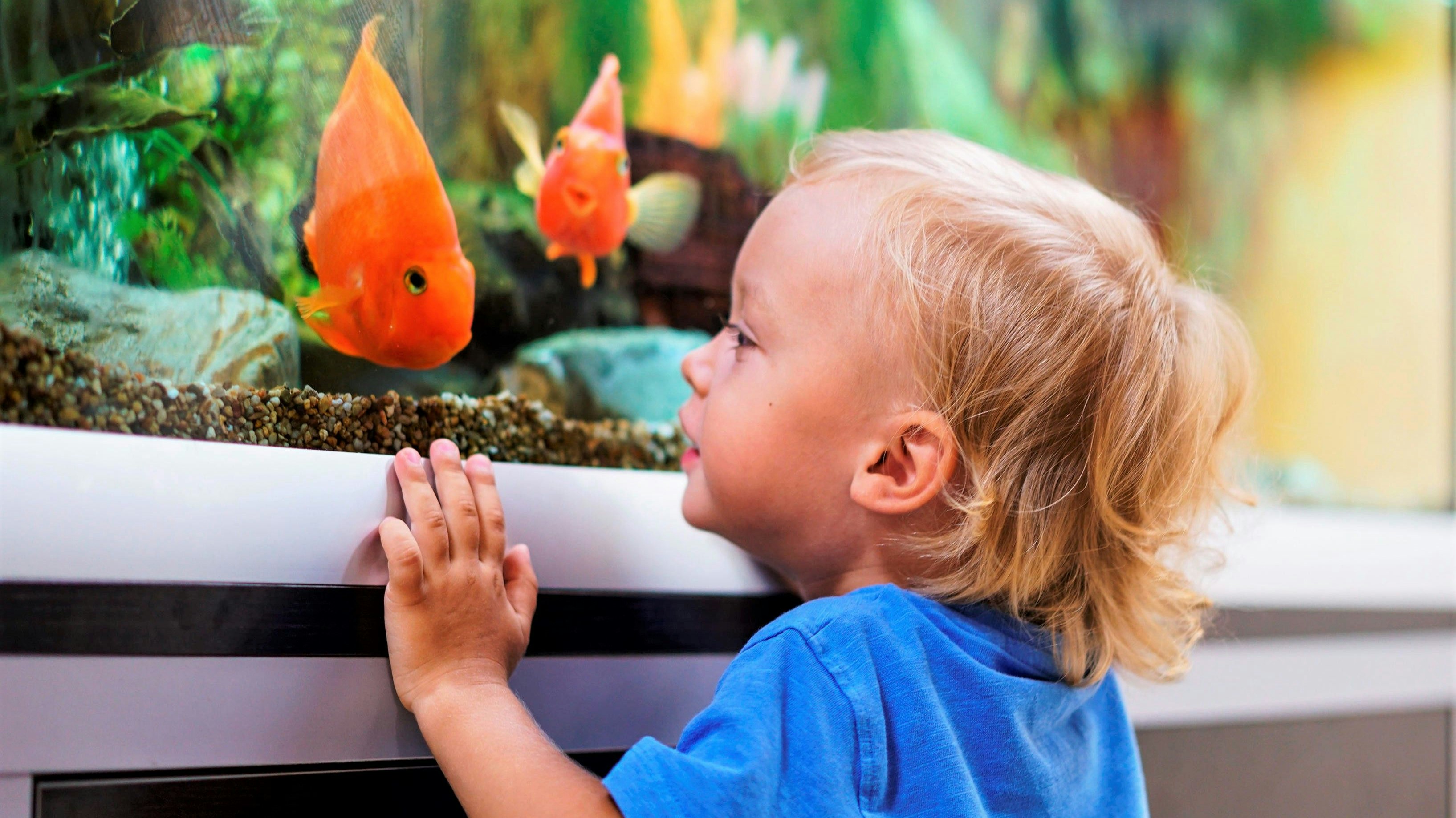 Ein Junge schaut in ein Aquarium. Laut dem Industrieverband Heimtiere gab es 2021 in den bundesdeutschen Haushalten rund &nbsp;2,3 Millionen Aquarien. Foto: IVH