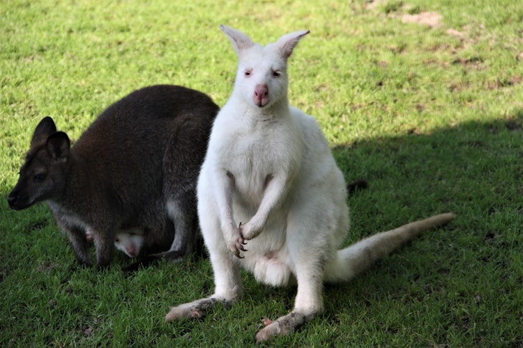 Das Highlight diesen Sommer: der Nachwuchs der Kängurufamilie. 