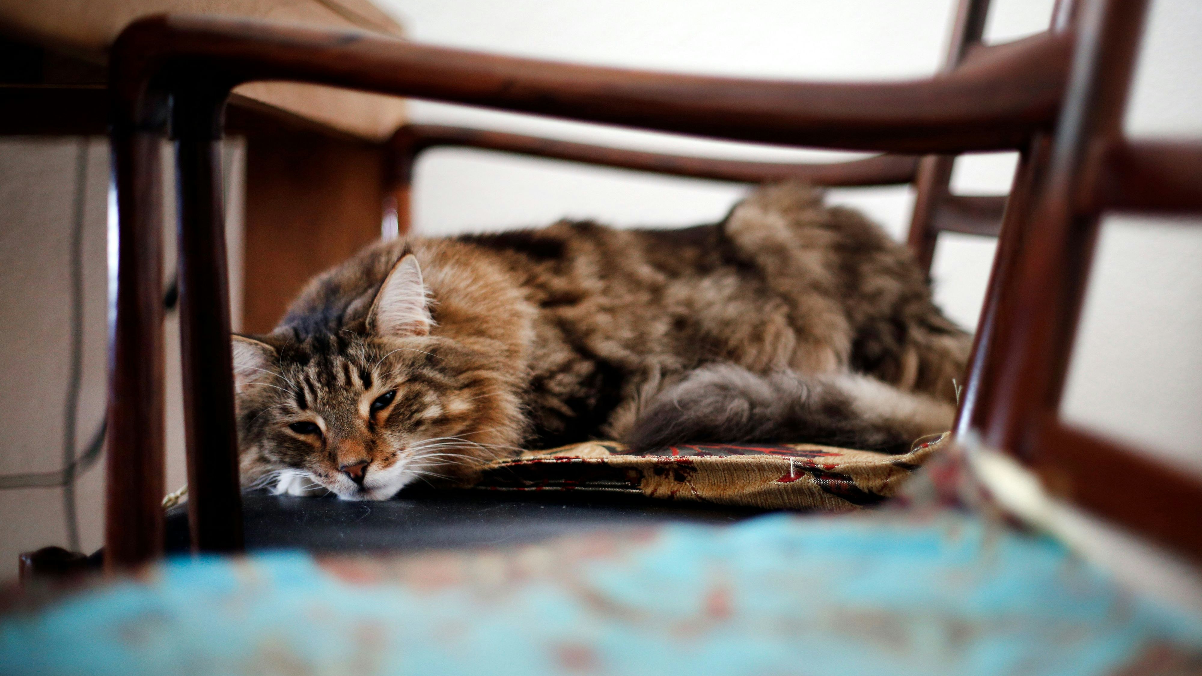 Katzensenioren sollten einen ruhigen, weichen und warmen Platz haben, an dem sie schlafen und an den sie sich zurückziehen können. Foto: dpa/Fassbender