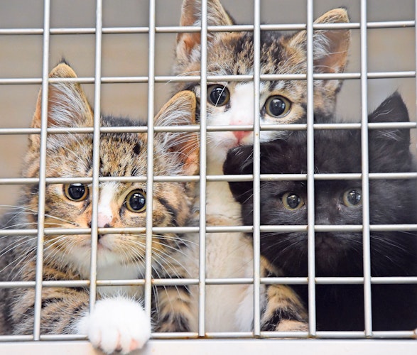 Katzen gibt es reichlich: Zurzeit sind es im Sedelsberger Tierheim 60, die ein neues Zuhause suchen. Foto: Wimberg