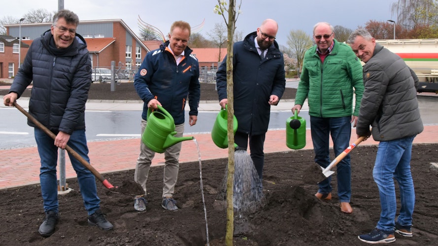 Hermann Block und Johann Wimberg (Mitte) pflanzten mit den Fraktionsvorsitzenden Bernd Roder (links), Ludger Beeken (Zweiter von rechts) und Matthias Preuth (rechts) einen Baum am neuen Kreisel. Foto: Hahn