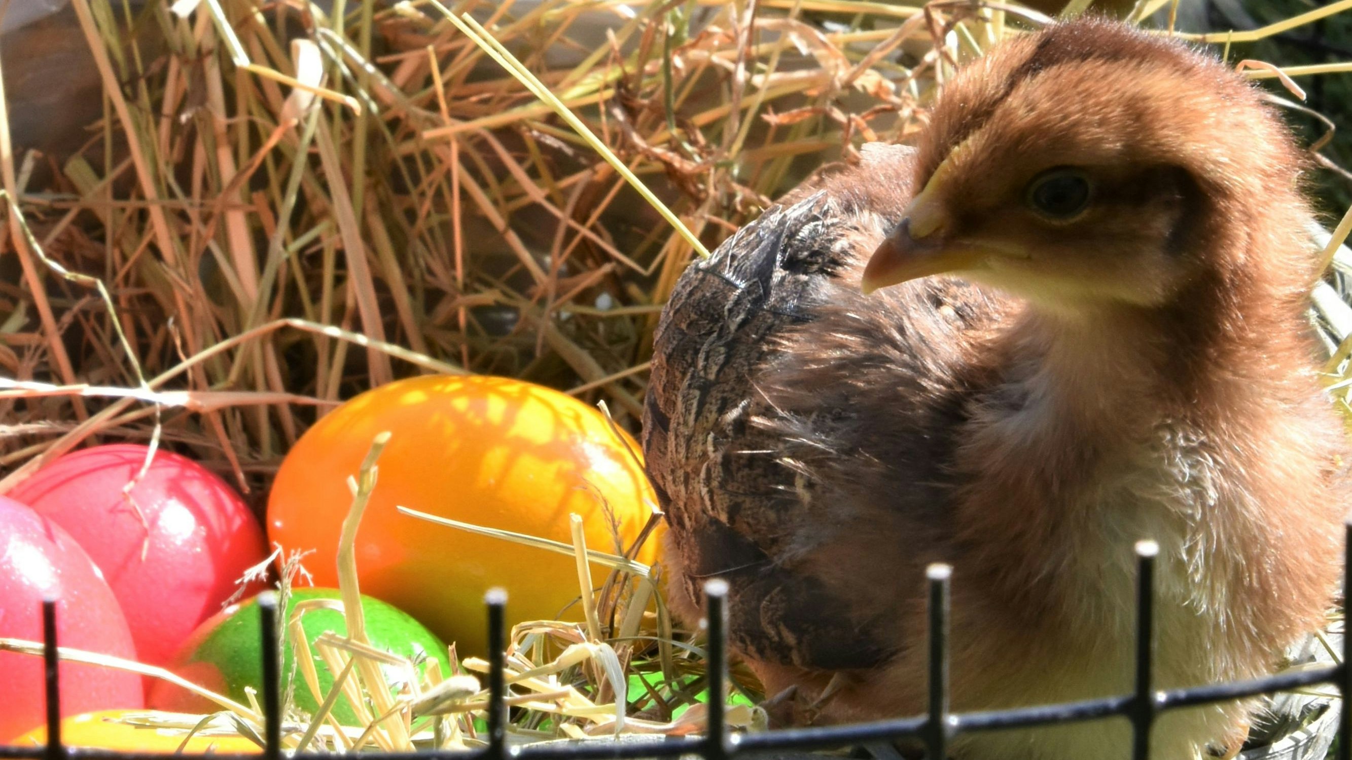 Steht für Ostern Modell: Die Küken des Bankiva-Huhns können schon ein wenig flattern, obwohl sie erst wenige Wochen alt sind. Foto: Hahn