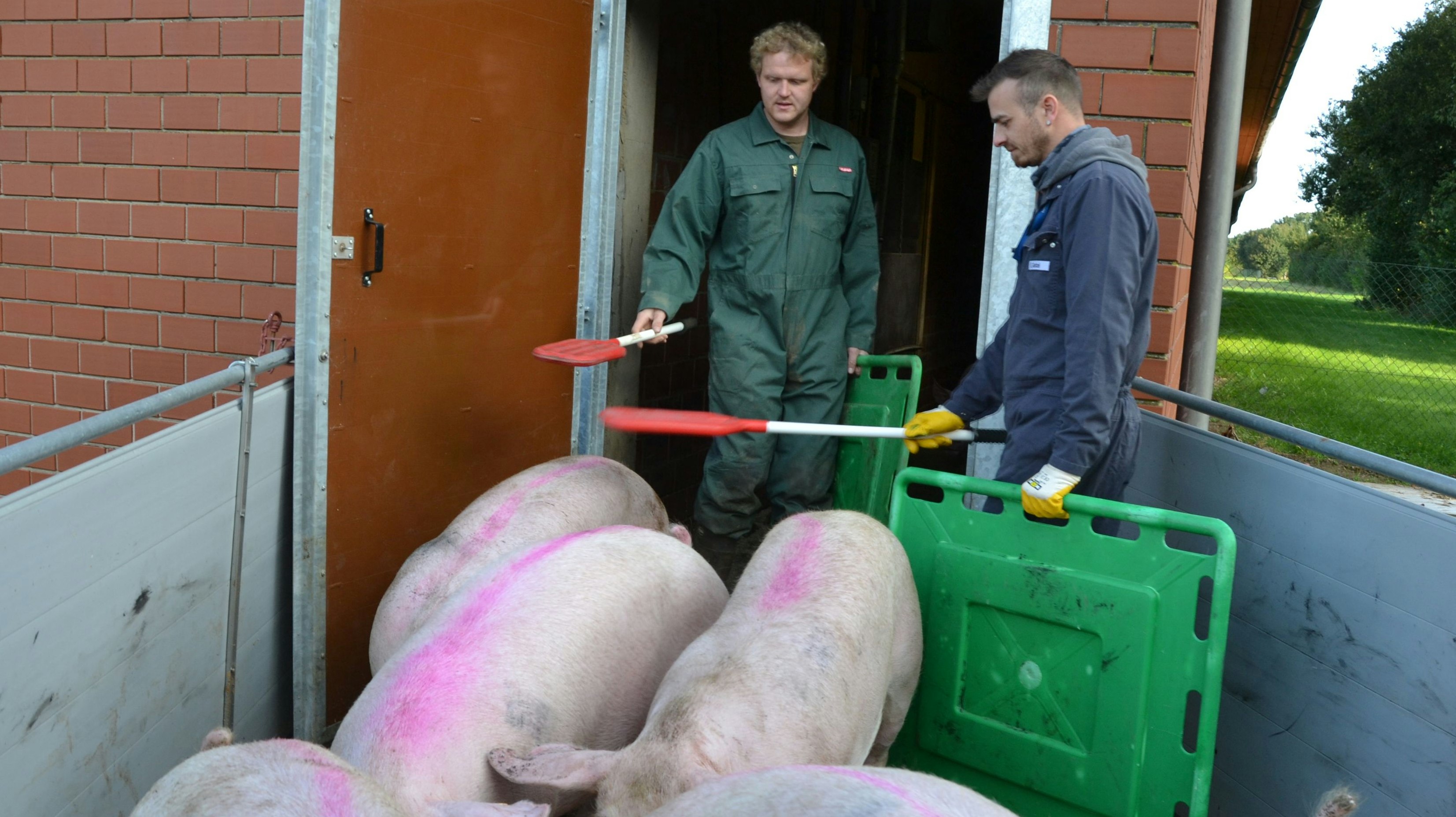 Kein Stress: Christian Lübbe (links) und Fahrer Eugen Gertz verladen die Schweine. Die Fahrt wird kurz. Der Schlachthof ist nur rund drei Kilometer vom Stall entfernt.  Foto: Meyer