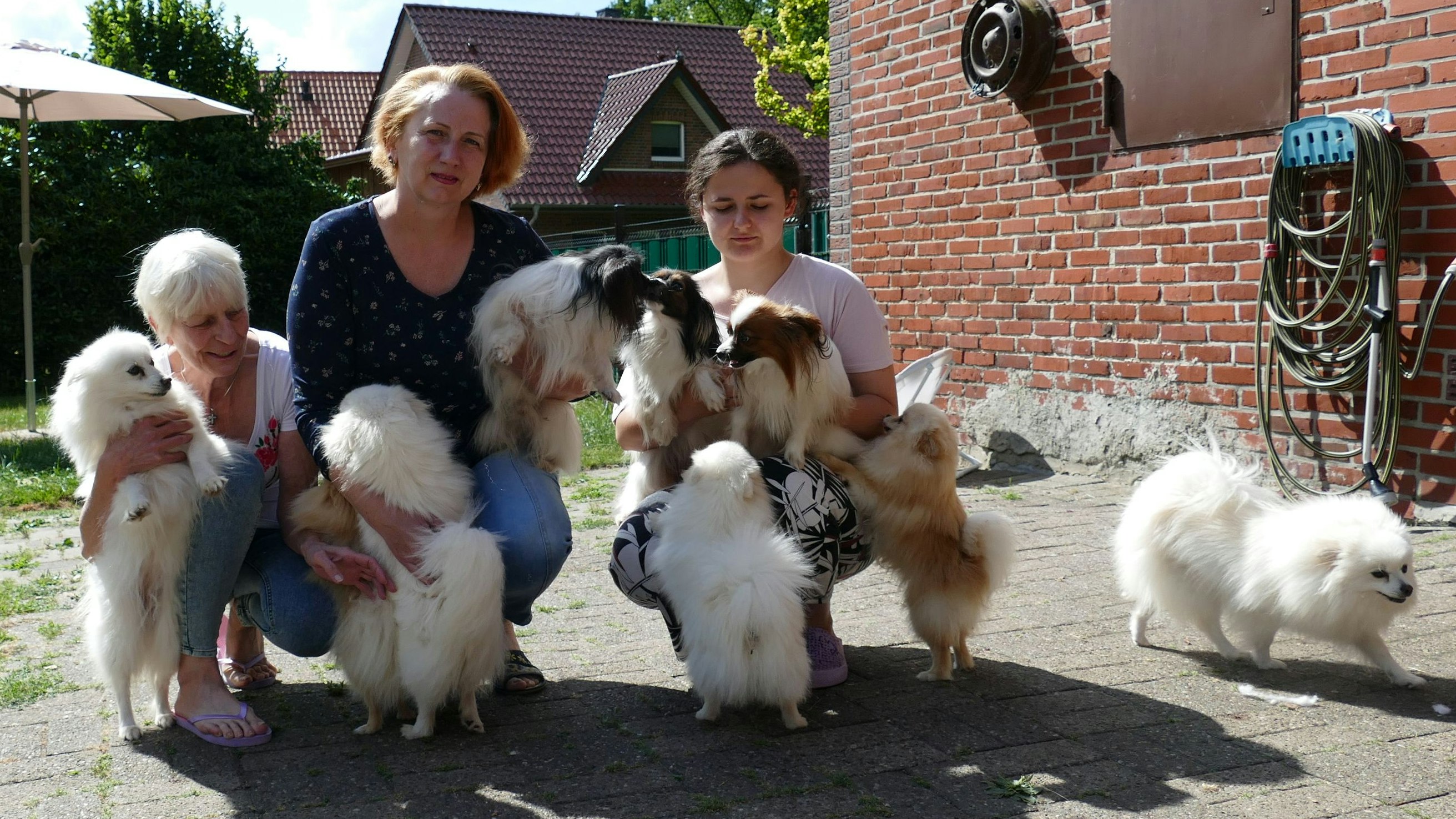 Flucht mit Hunden: Anna (Mitte) und Anuschka (rechts) sind mit 13 Zwergspitzhunden aus Kiew geflohen und leben derzeit bei Martina Beha in Elisabethfehn. Foto: Stix