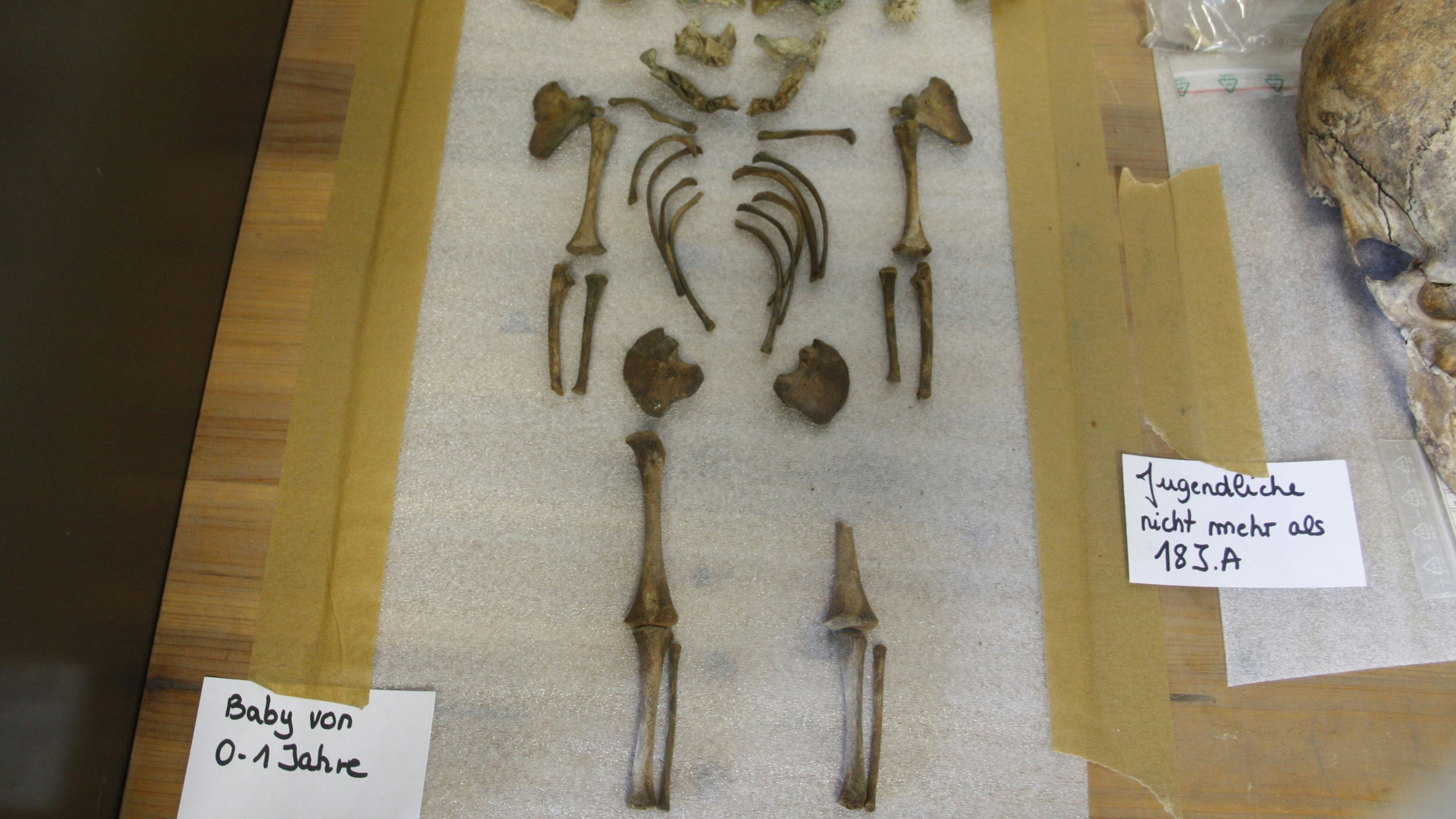 Fundstück aus dem ehemaligen Cloppenburger Friedhof beim Marktplatz: Gut 200 Jahre alte menschliche Überreste eines Babys.&nbsp; Foto: Thomes