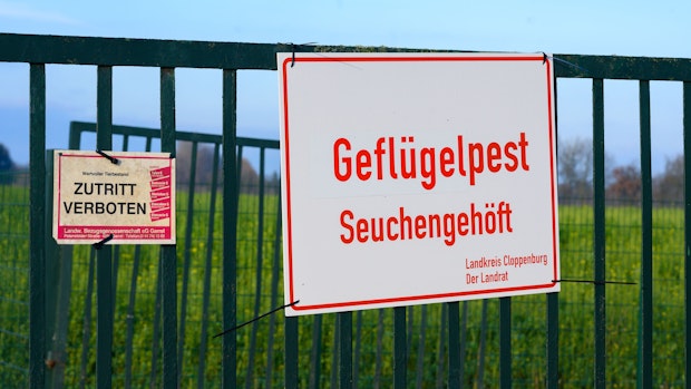 Geflügelpest trifft auch Hobbyzüchter in Niedersachsen hart