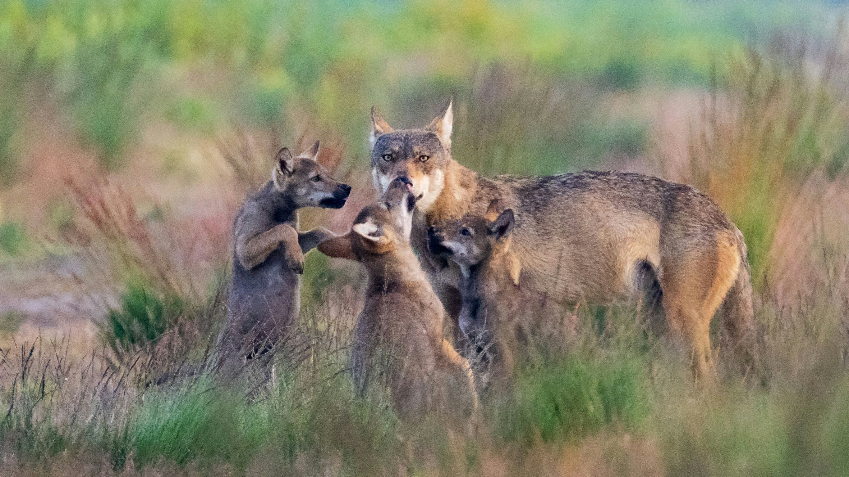 Aktuelles Foto aus dem Goldenstedter/Barnstorfer Moor: Drei Welpen sind nachgewiesen. Sie "betteln" um Futter, als ein Elterntier von der Jagd zurückkommt. Foto: M. Niehues