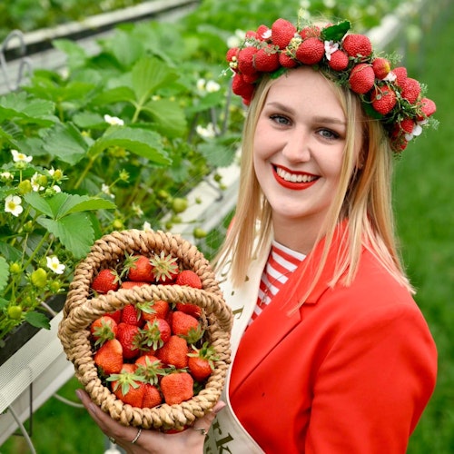 Regentin der roten Frucht: Pauline Averbeck ist schon seit 3 Jahren Erdbeerkönigin des Oldenburger Münsterlandes. Foto: M. Niehues