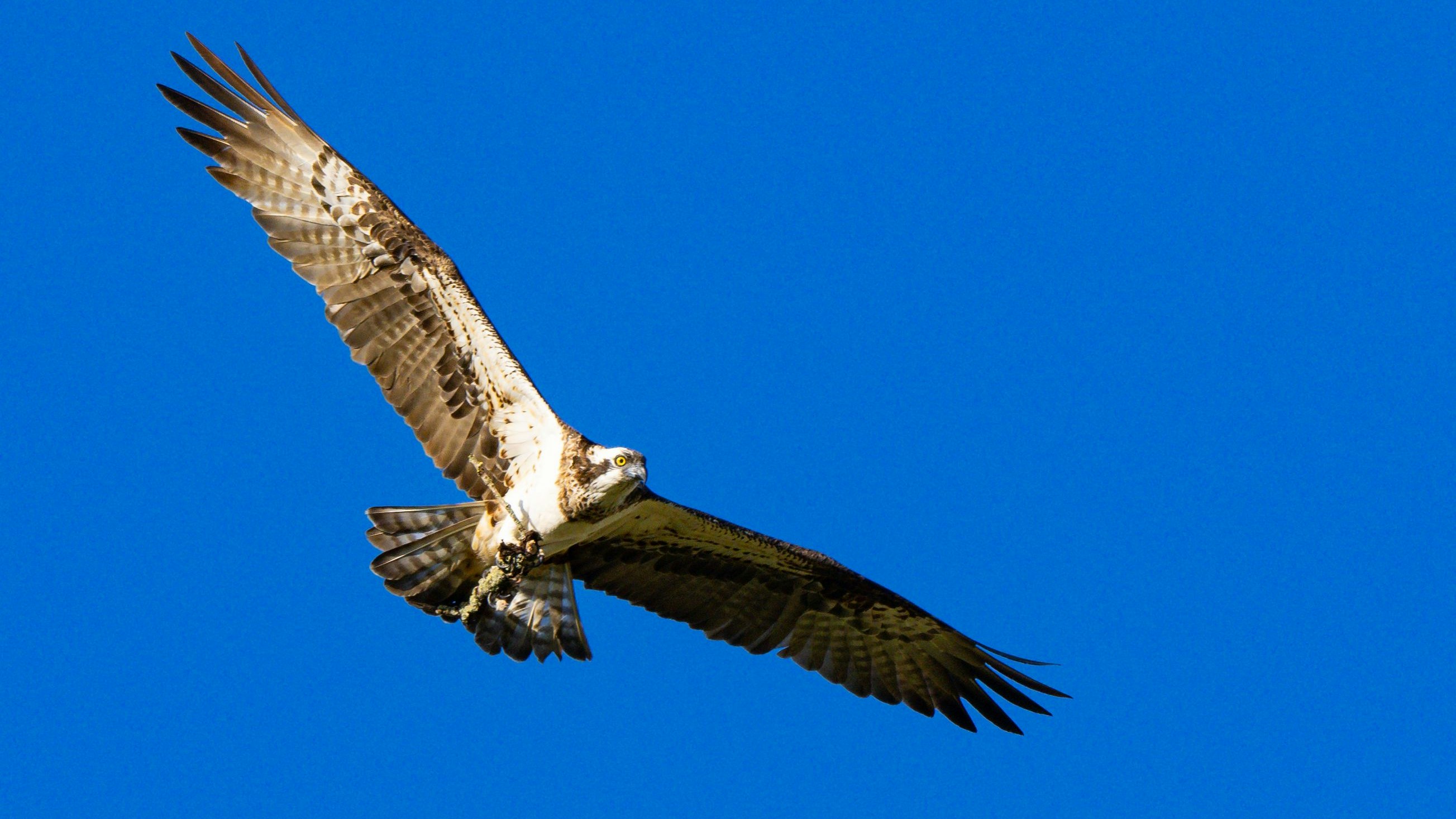Anflug mit Ast: Dieser Fischadler bringt noch Nistmaterial zu seinem Horst im Osterfeiner Moor, obwohl seine Brut längst flügge geworden ist. Foto: M. Niehues