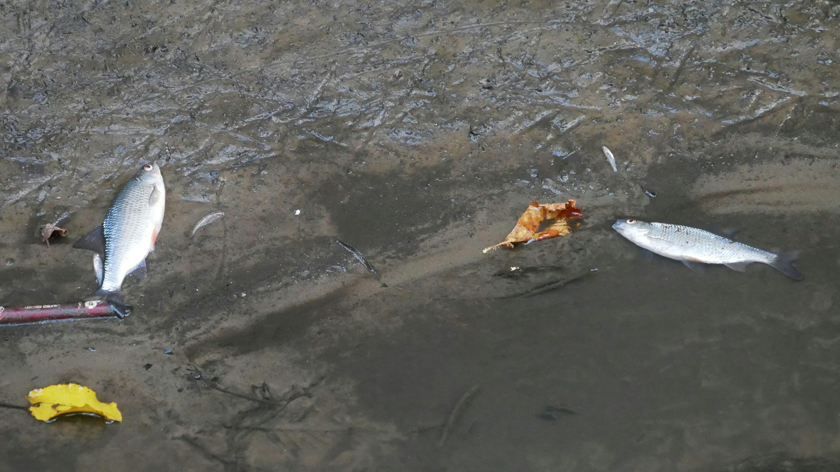 In der Soeste in Cloppenburg schwimmen aktuell auffällig viele tote Fische. Foto: Dickerhoff