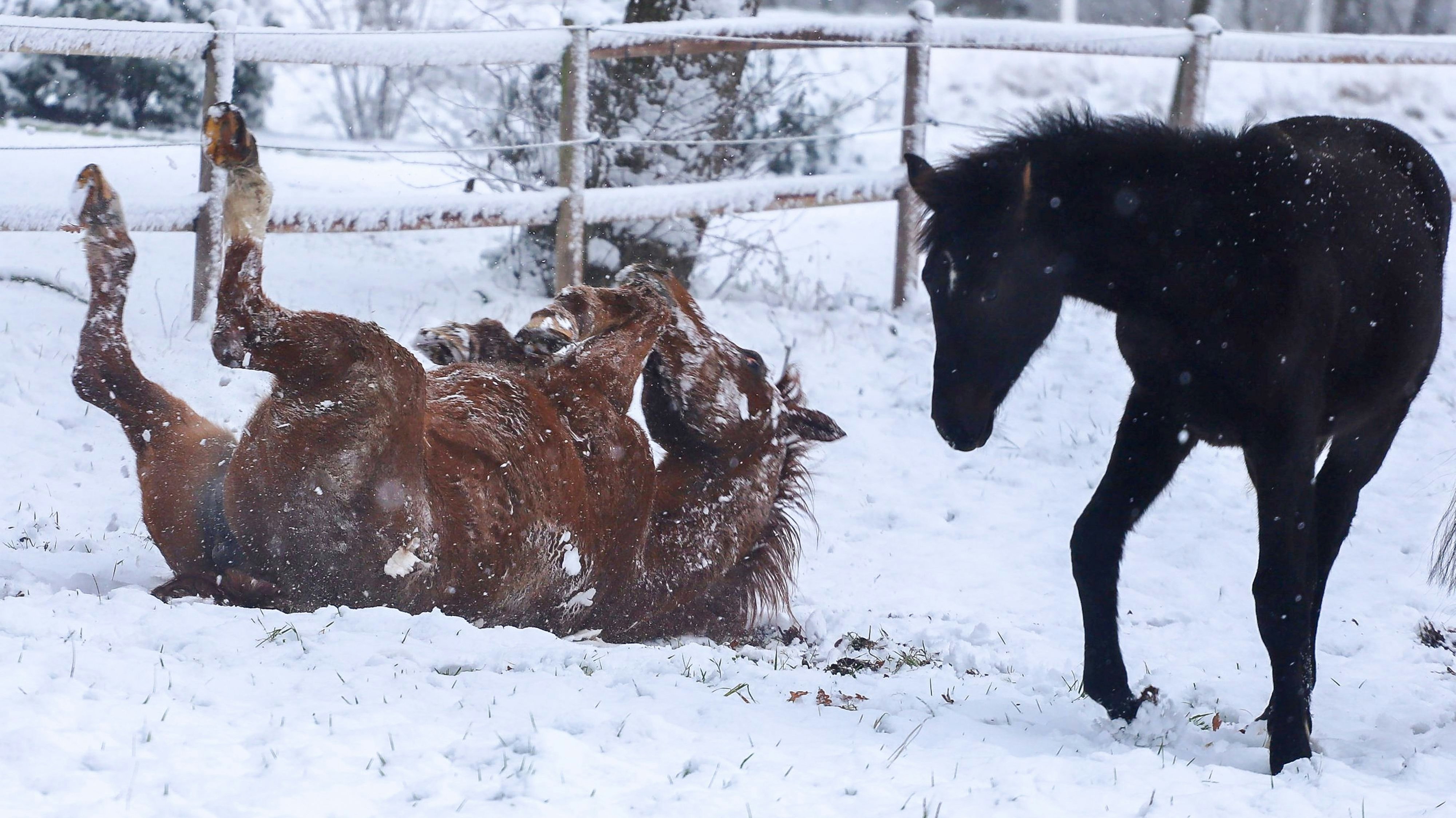 Ausgelassen: Pferde wälzen sich genussvoll im Schnee. Fotos: Passmann