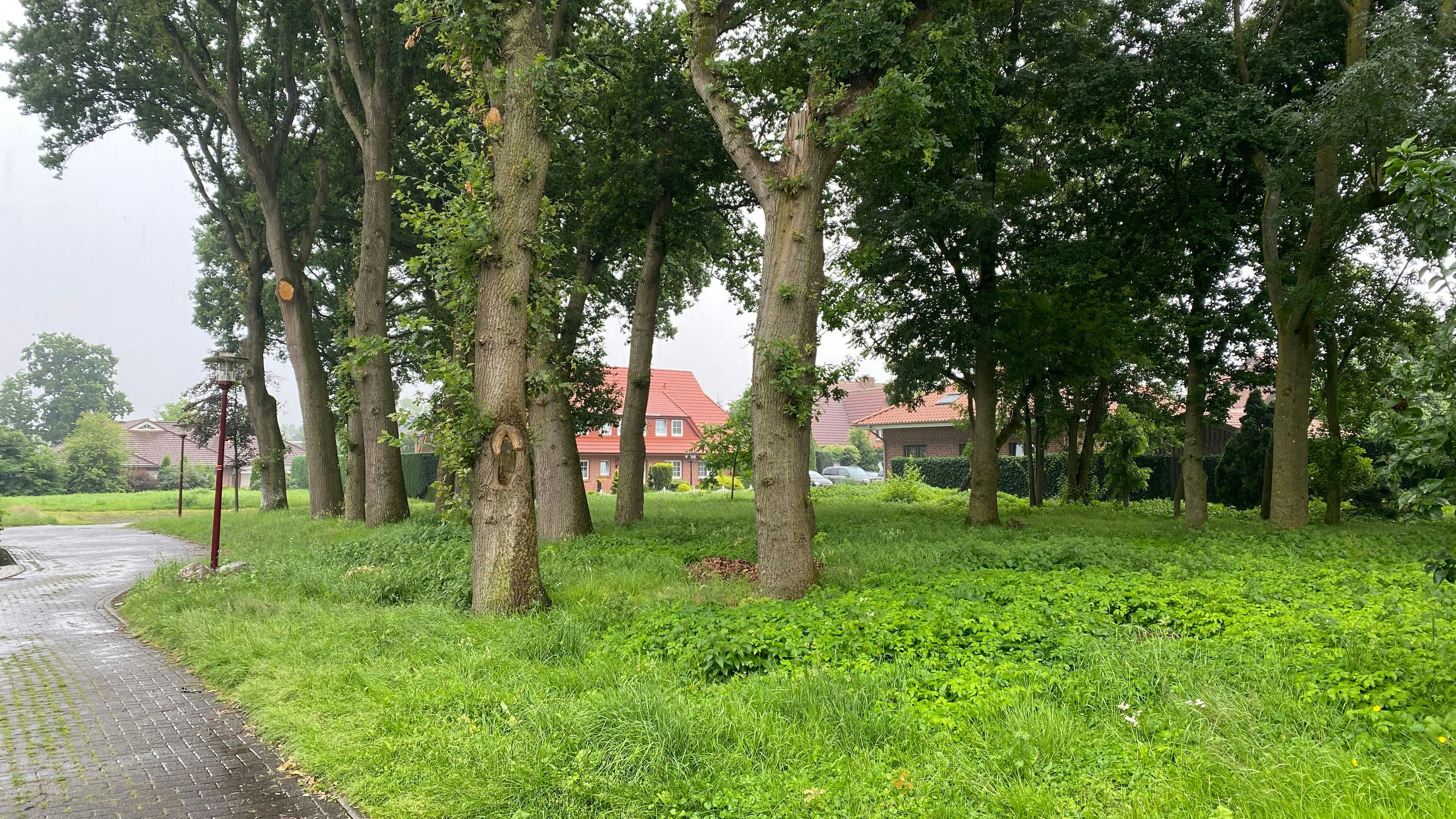 Natürliches Areal: Grünfläche und Baumbestand an der Pfarrer-Sommer-Straße in Bösel. Ein Teil des Areals soll nun für die Erweiterung einer Praxis verkauft werden. Foto: Wimberg