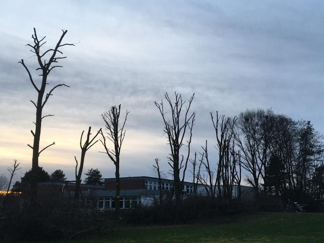 Links die beschnittenen Bäume, rechts die unbeschnittenen Gehölze. Foto: Karla-Bröring