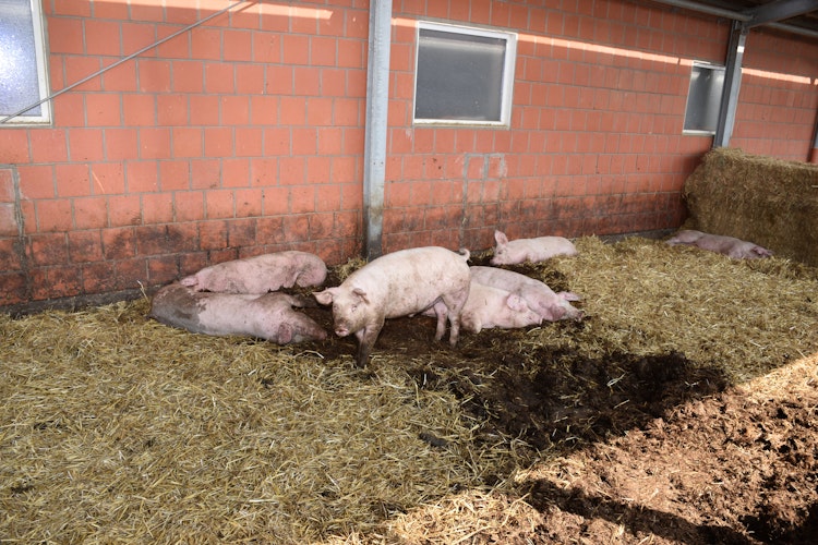 Die Schweine haben im Außenbereich auch eine Suhle im Stroh. Foto: Kühn