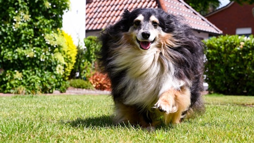 Stadt Cloppenburg schafft Freilauffläche für Hunde