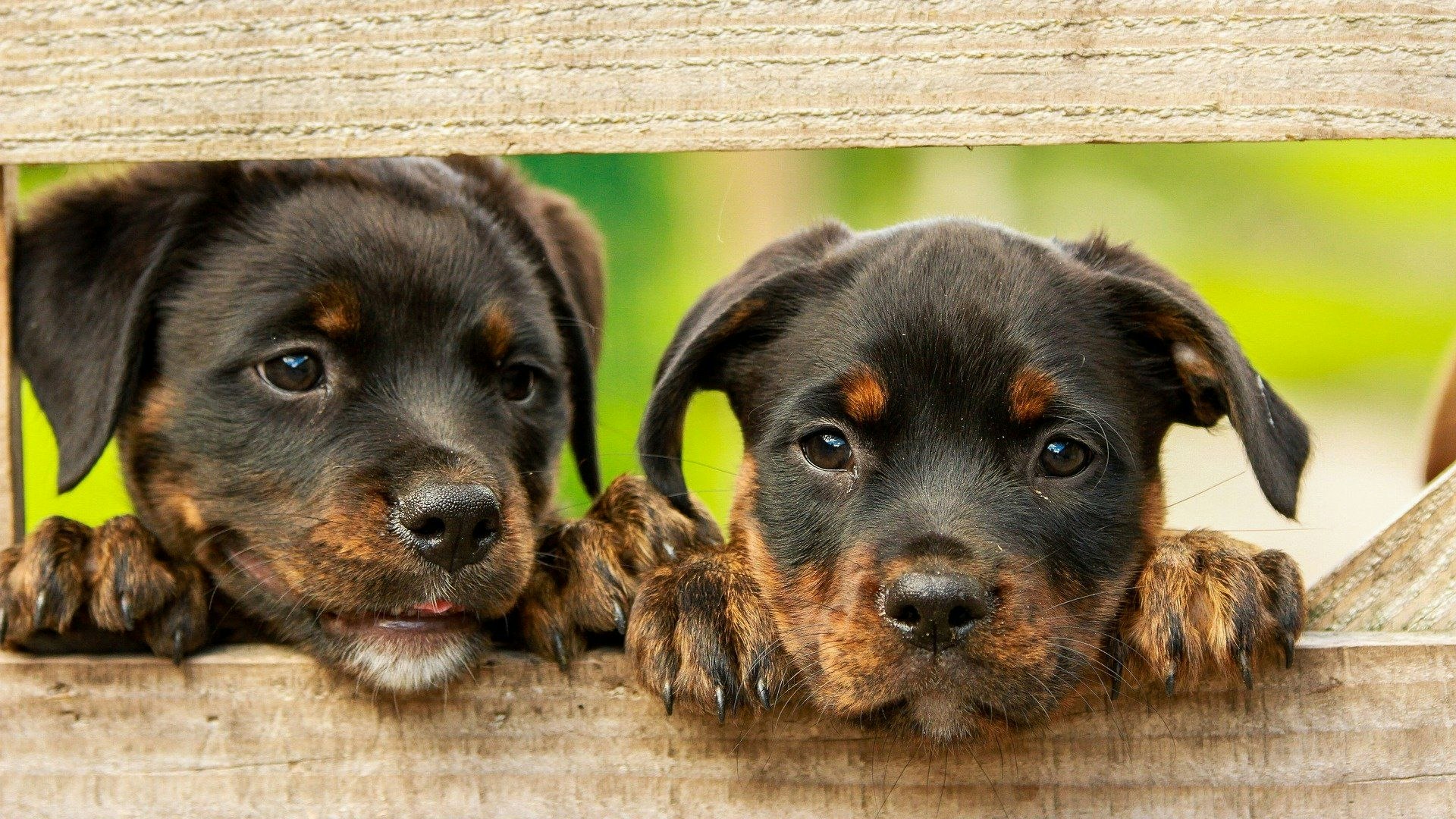 Auf den Hund gekommen: In Dinklage leben immer mehr Vierbeiner. Foto: Pixabay