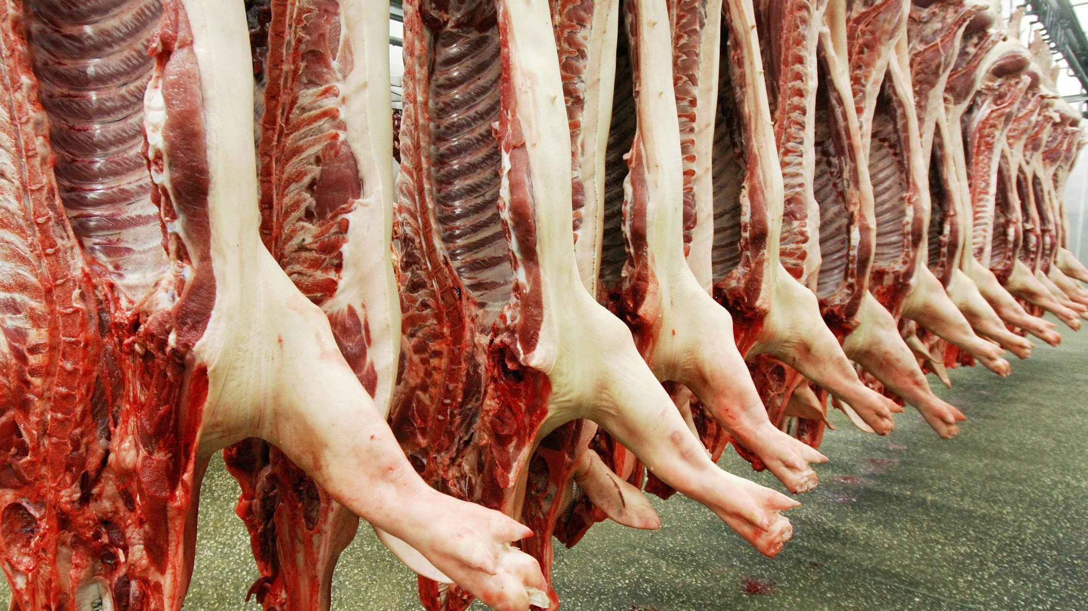 Absatz gefährdet: Der Schlachtschweinemarkt steht nach dem ASP-Fund in Brandenburg unter Druck. Foto: dpa