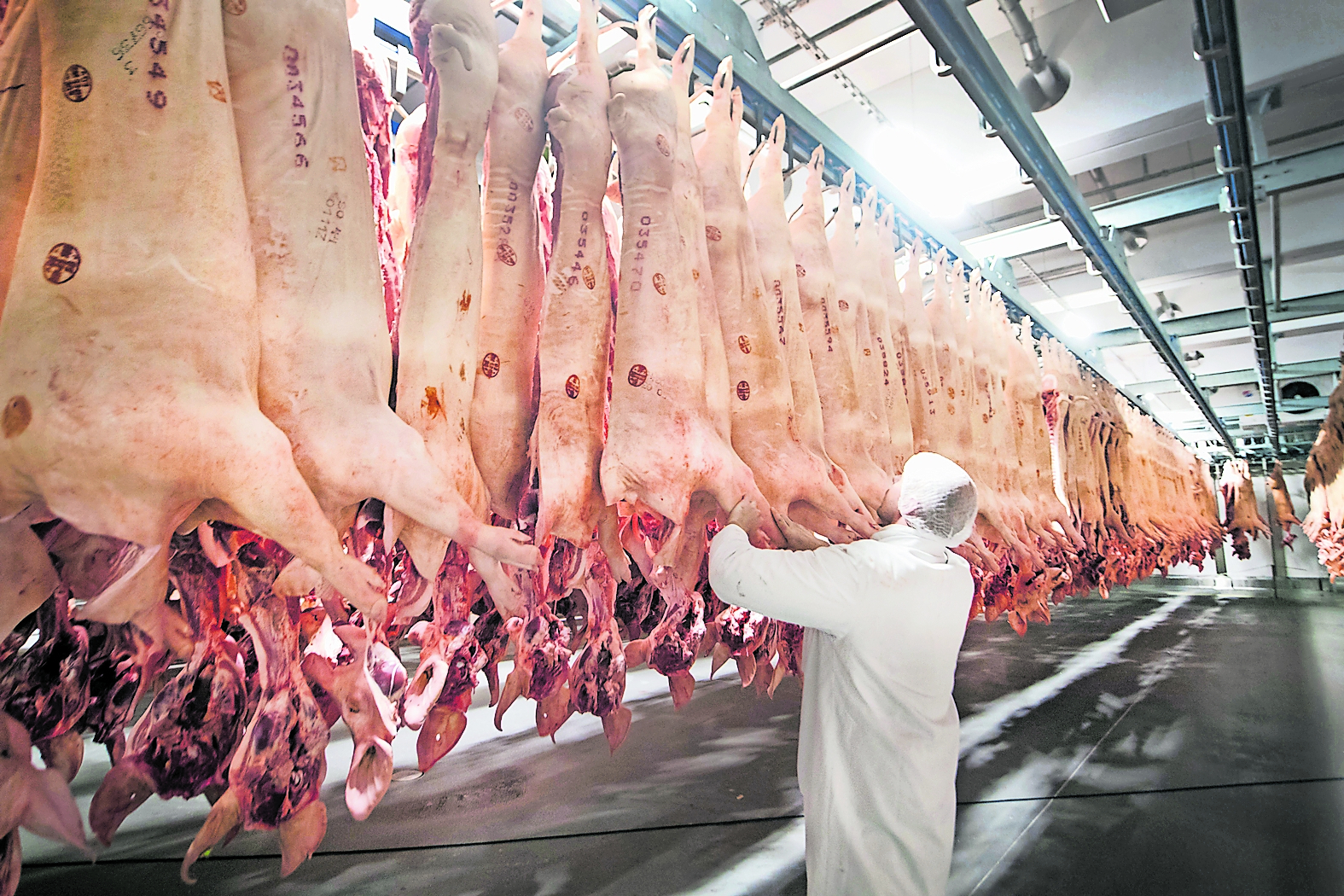 Frisch geschlachtete Schweine hängen in einem Kühlhaus des Fleischunternehmens Tönnies.&nbsp; Foto: Bernd Thissen/dpa&nbsp;