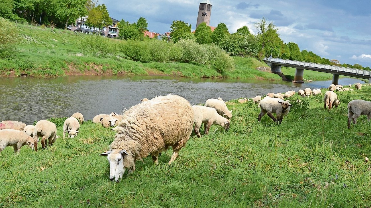 Friedliches Bild: Schafe können an der Hase wieder in Ruhe grasen.&nbsp; &nbsp;Foto/Archiv: G. Meyer