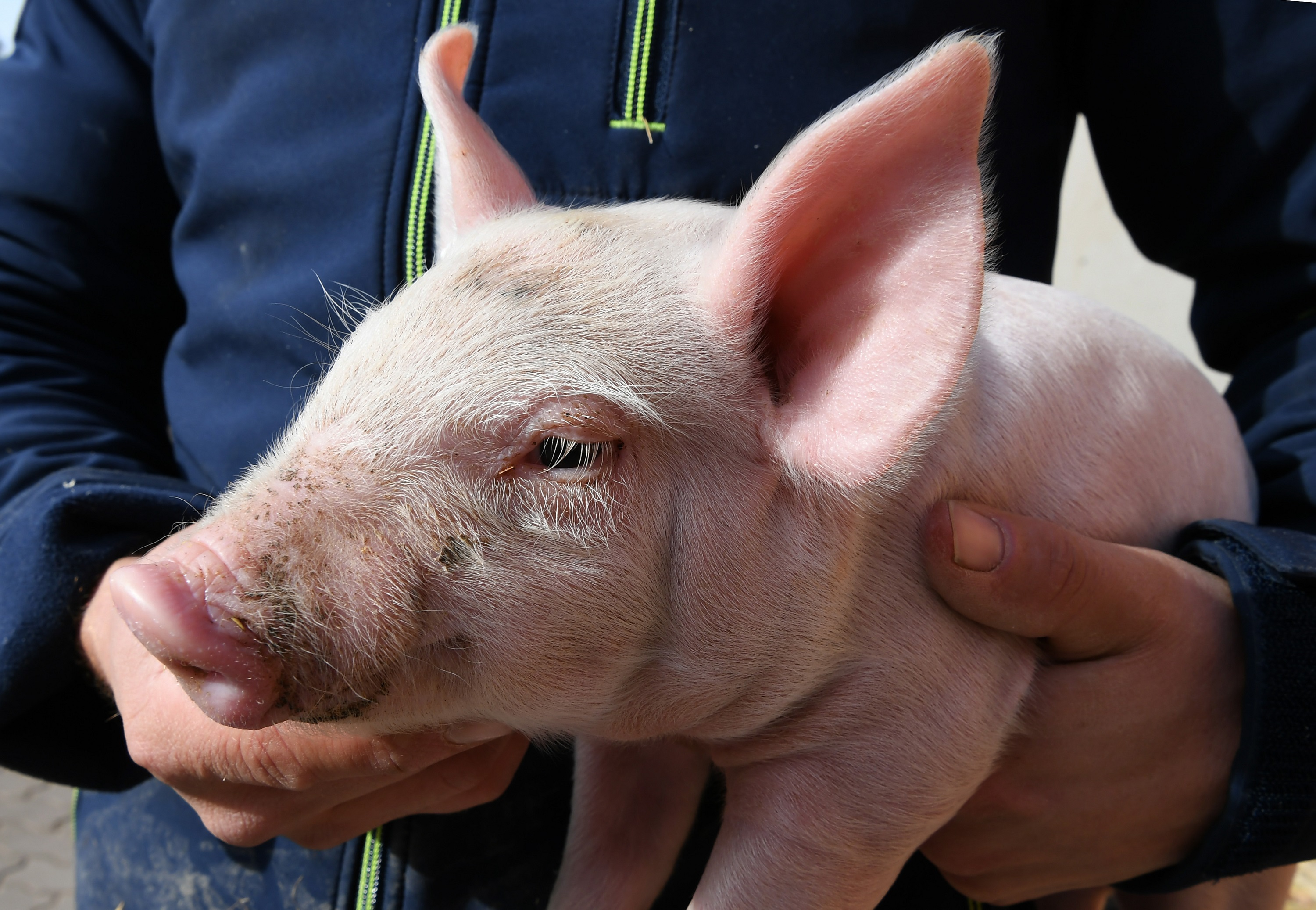 Schweinemäster unter Druck: Der Markt leidet unter geringem Absatz. Die neuen Ferkel sind aber schon da. Foto: dpa/Hollemann