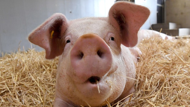 Erste Tiere aus Schweinepest-Sperrzone werden geschlachtet 