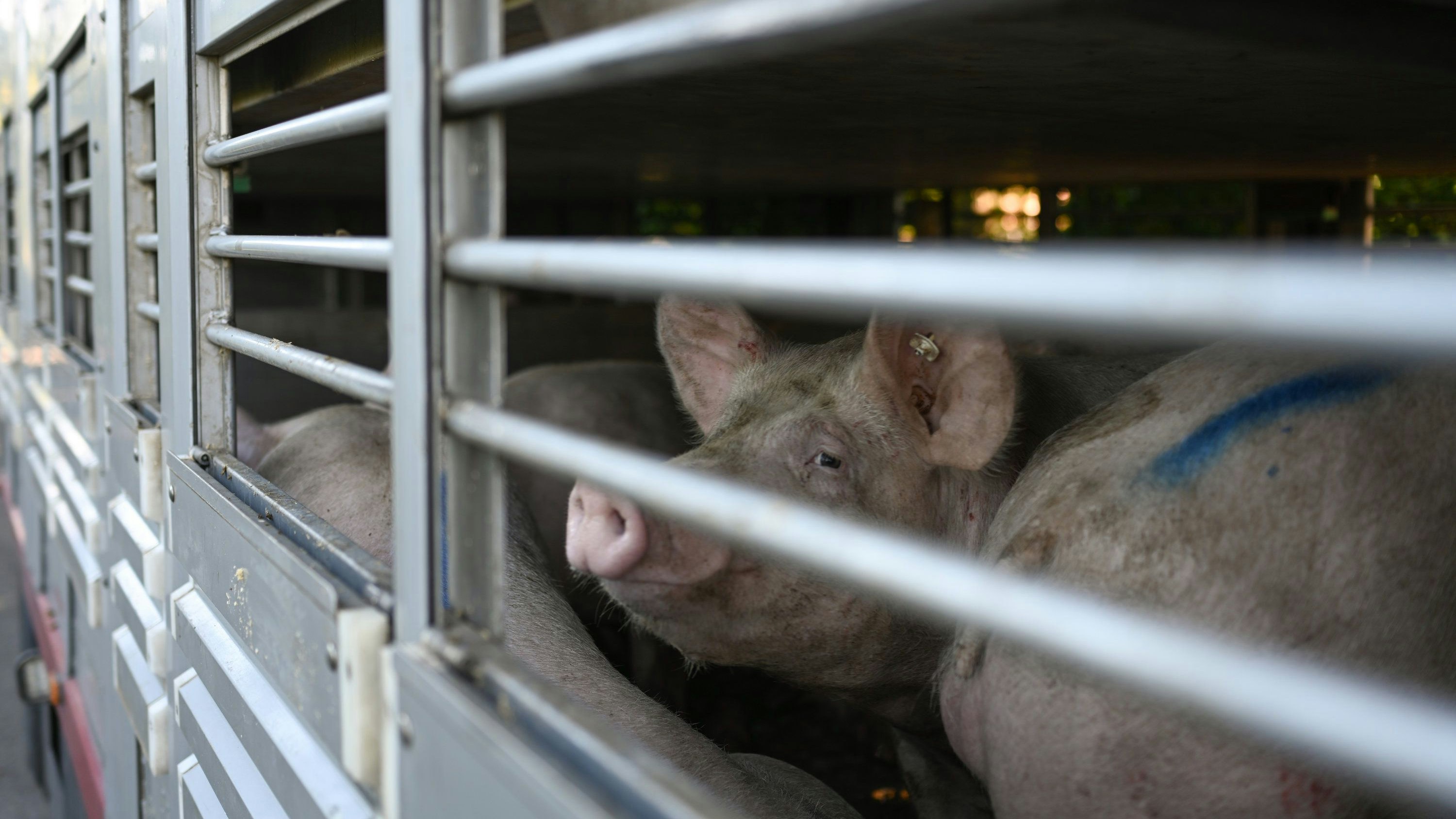 Der Schweinepest-Ausbruch in einem Betrieb im Emsland hatte weitreichende Folgen für Betriebe in der Umgebung.&nbsp; Foto: dpa/Klemmer