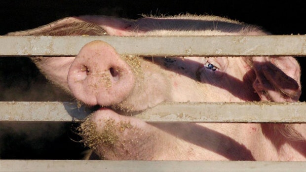 Verband: 15 Millionen Euro Schaden nach Schweinepest-Ausbruch