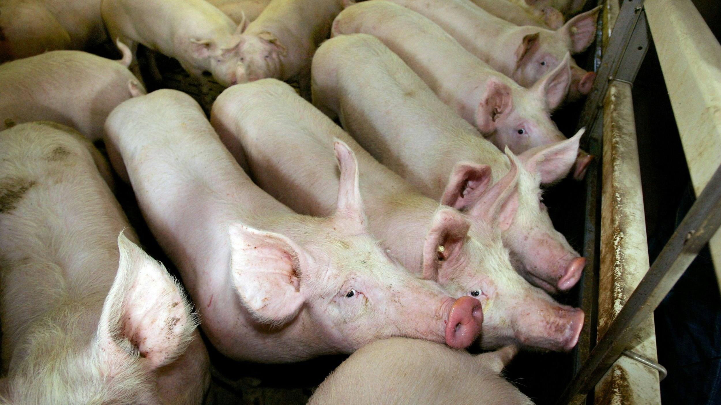 Es wird immer enger in den Ställen: Mäster werden ihre Schweine schwer los. Foto: dpa / May