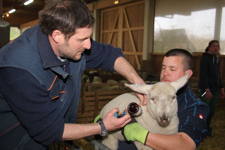 Kleiner Piks vor dem Auftrieb auf die Weide: Landwirtschaftsmeister Conrad Traidl verpasst den Schafen eine Schutzimpfung. Foto: Speckmann