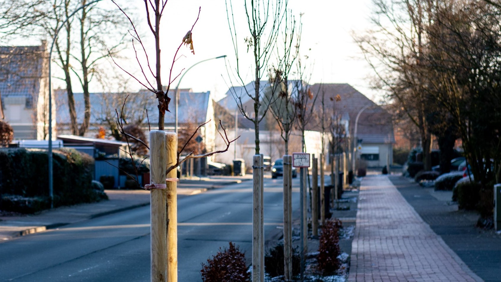 Ersatz: Die Stadt hat neue Bäume am Kuhmarkt gepflanzt. Die alten Eschen hatten gefällt werden müssen. Foto: Chowanietz