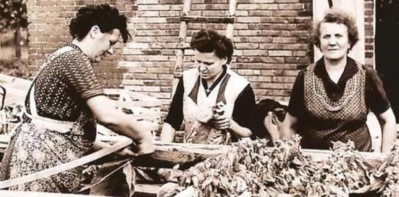 Sorgfalt gefragt: Drei Frauen in der Blockschen Tabakverarbeitung sortieren und bündeln die Tabakblätter. &nbsp; Foto: Archiv Martin Pille