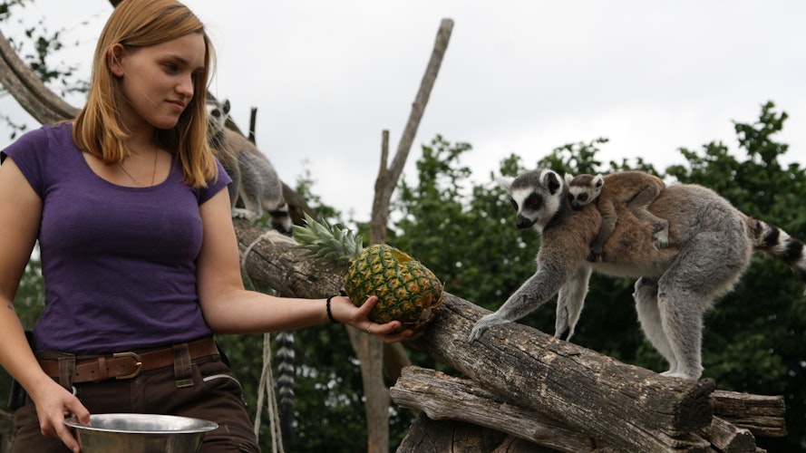 Erfrischender Snack: Eine Tierpflegerin bietet dem Katta-Weibchen und seinem Nachwuchs eine Ananas an. Foto: Pille