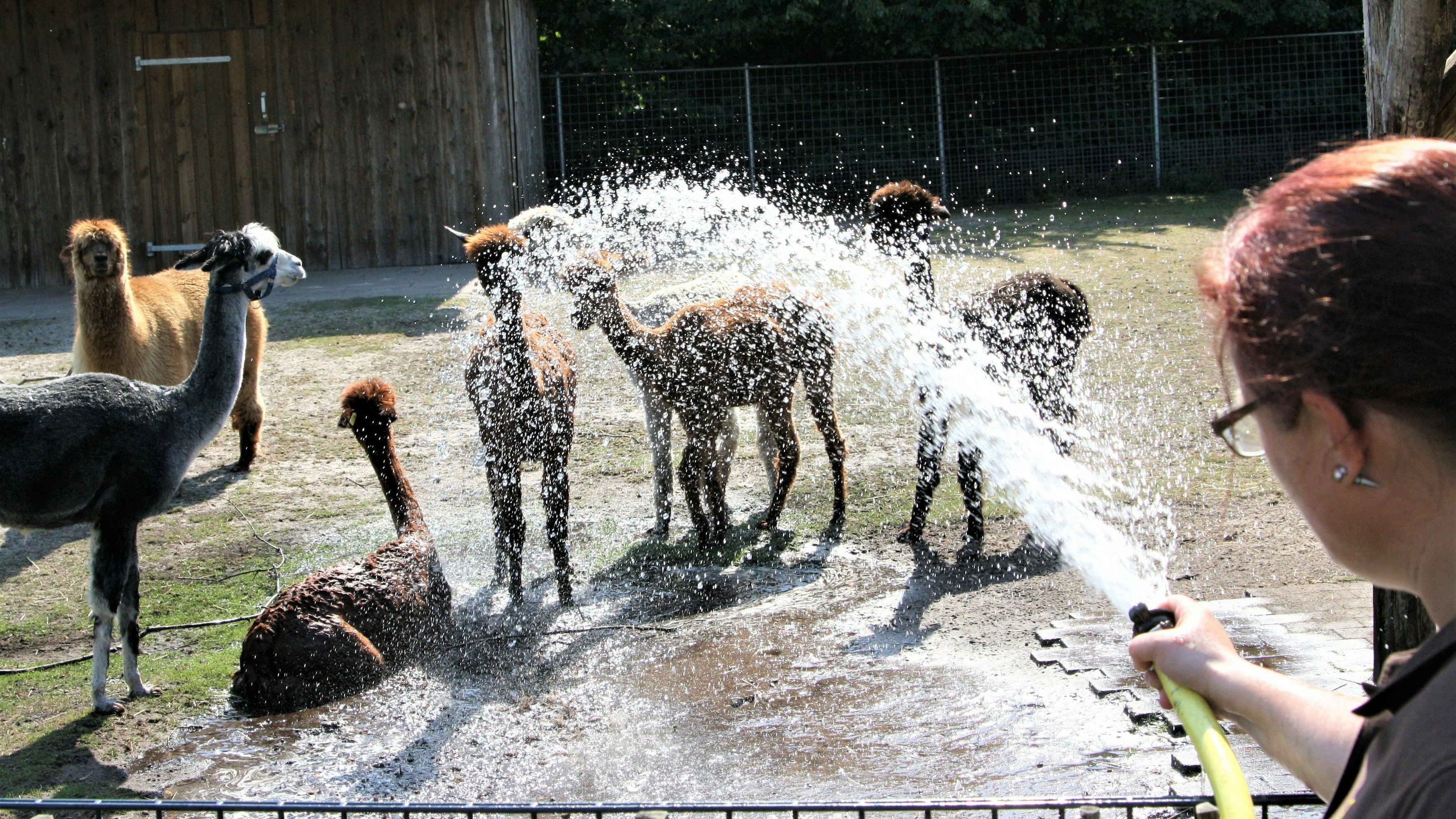 Sandra Stebner greift zum Wasserschlauch: Gegen die tropische Hitze hilft bei den Alpakas nur so eine Abkühlung. Foto: Tier- und Freizeitpark Thüle/Pille