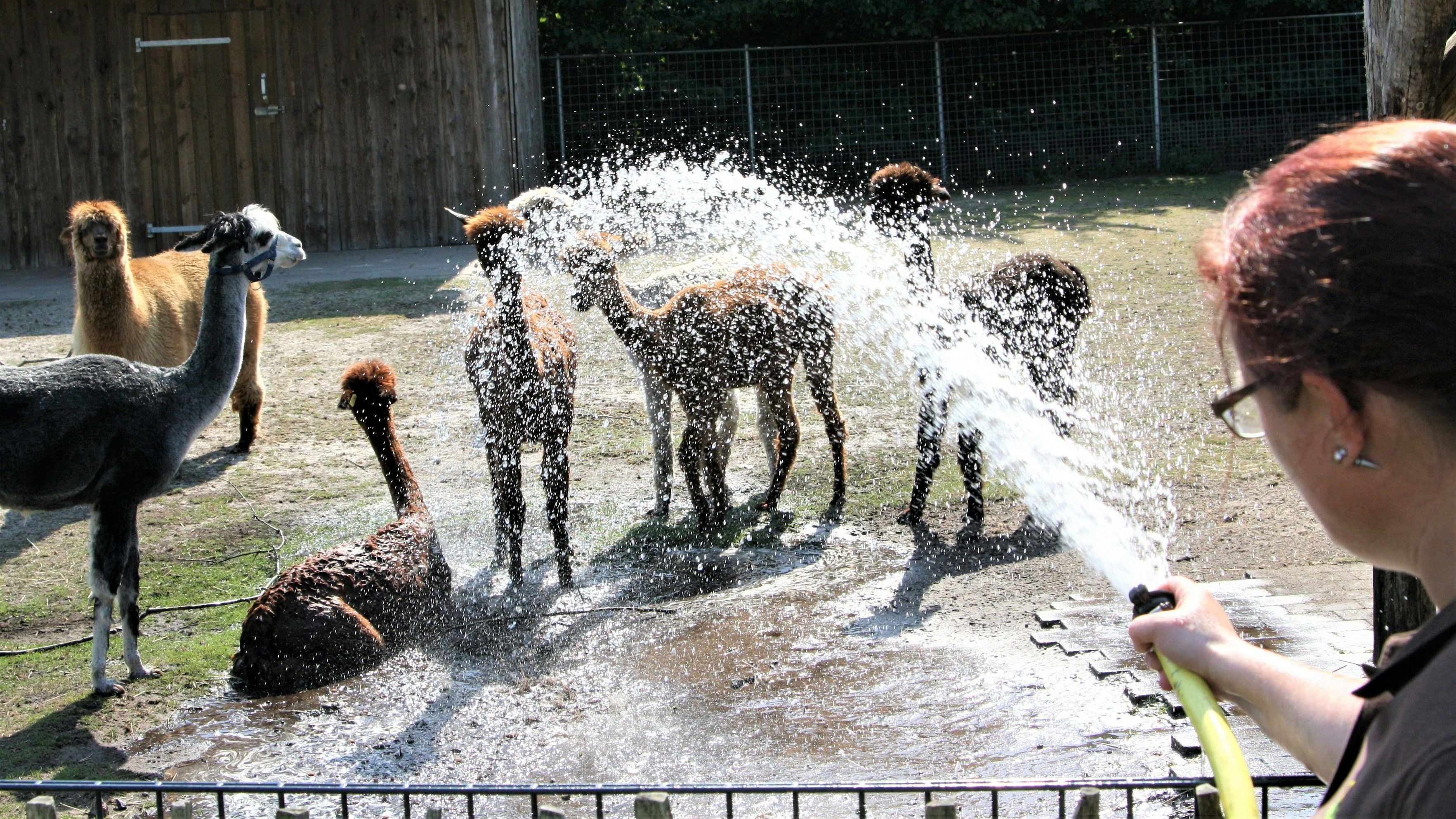 Willkommene Abkühlung: Die Alpakas genießen offensichtlich die Dusche aus dem Wasserschlauch. Foto: Pille