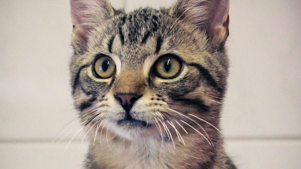 Zu viele Katzen: Aufnahmestopp im Tierheim Sedelsberg