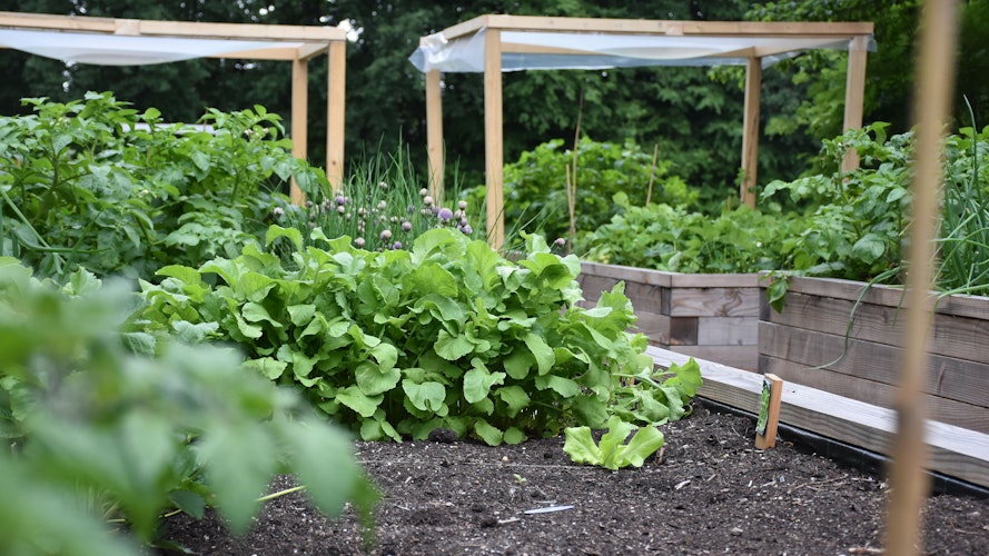 Im fächerübergreifenden Unterricht wurde zuletzt ein Regenschutz für die Tomatenpflanzen gebaut. Foto: Timphaus