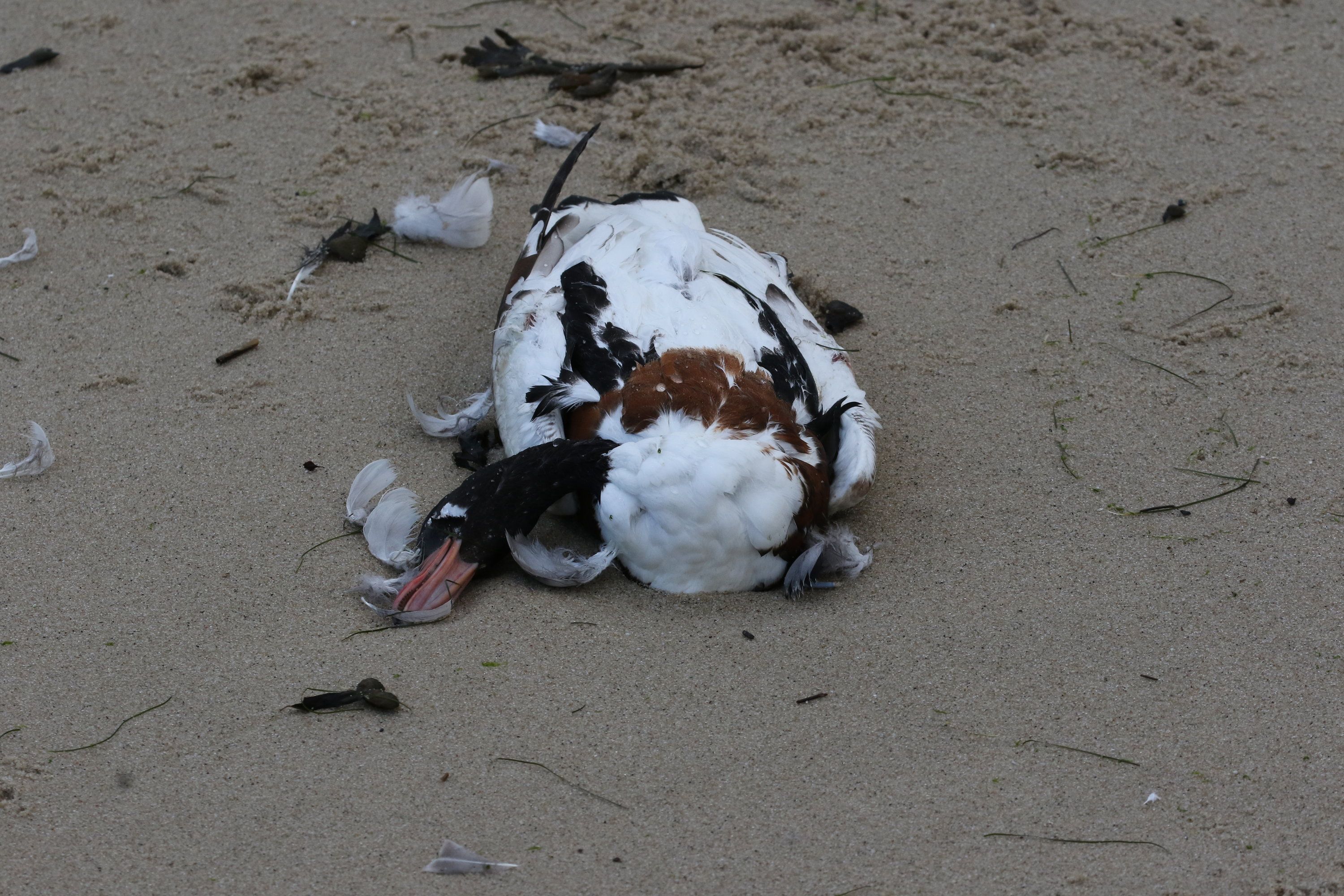 Eine tote Brandgans liegt am Südstrand von Wilhelmshaven. Das Tier ist vermutlich an der Vogelpest verendet. Foto: dpa/Zwoch/Nationalpark Niedersächsisches Wattenmeer