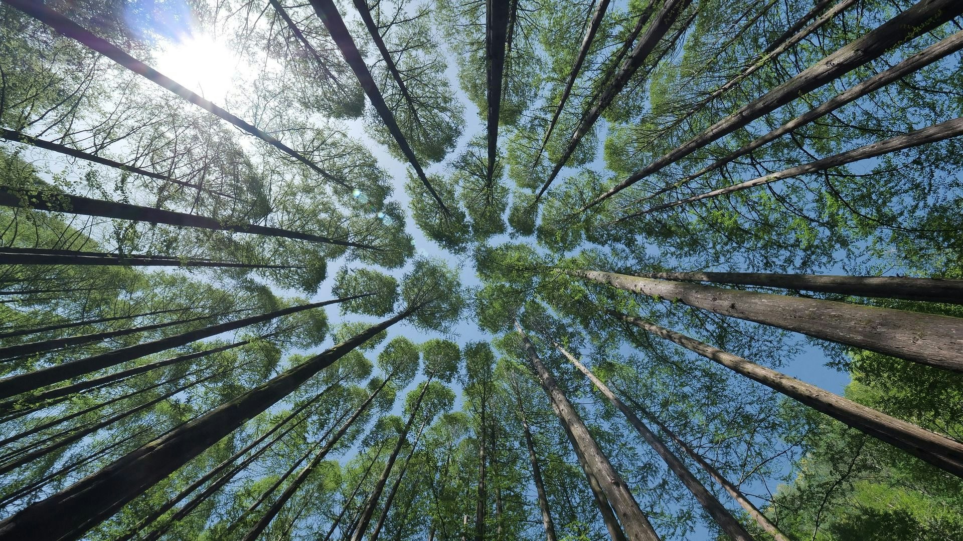 Die Bäume im Blick: Die hat in Holdorf ein Sachverständiger und der Nachhaltigkeitsausschuss. Foto: Pixabay