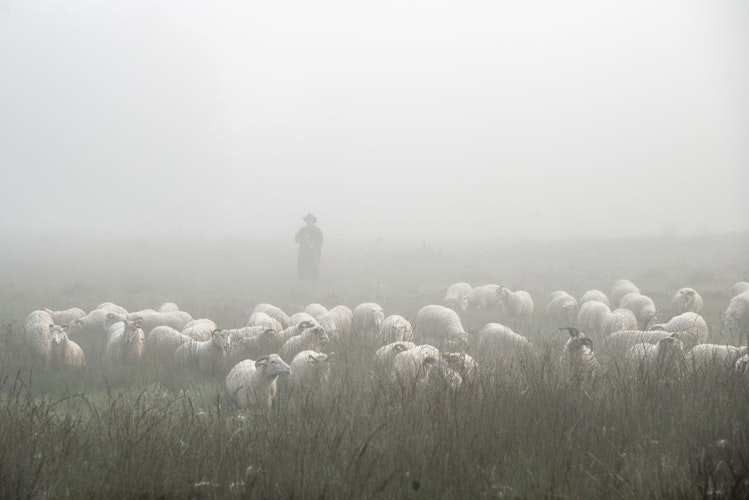 Schafherde: Im herbstlichen Nebel ein uriger Anblick. Foto: Eckhard Albrecht