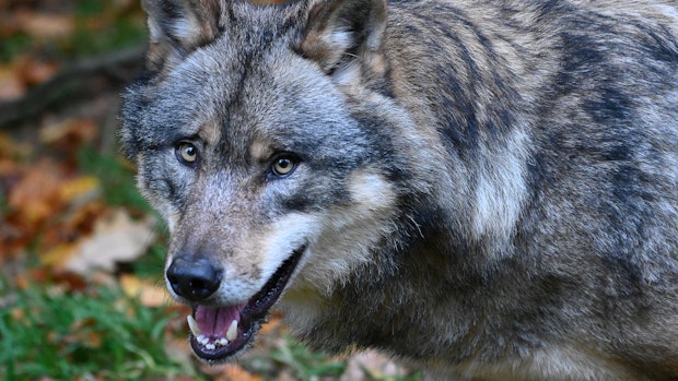Zu viele Abschüsse? Niedersachsens Wolfspolitik in der Kritik