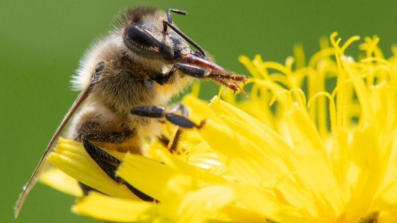 Eine Biene streift mit zwei Beinen ihren Rüssel ab. Foto: dpa/Gollnow